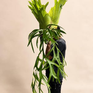 Könnte beinhalten: Ein großer Platycerium bifurcatum Geweihfarn mit langen, verzweigten, leuchtend grünen Wedeln und einer abgerundeten, strukturierten Basis. Die Pflanze wird aufrecht gehalten und zeigt ihr geweihartiges Laub. Der Text Garden mak ist unten sichtbar.
