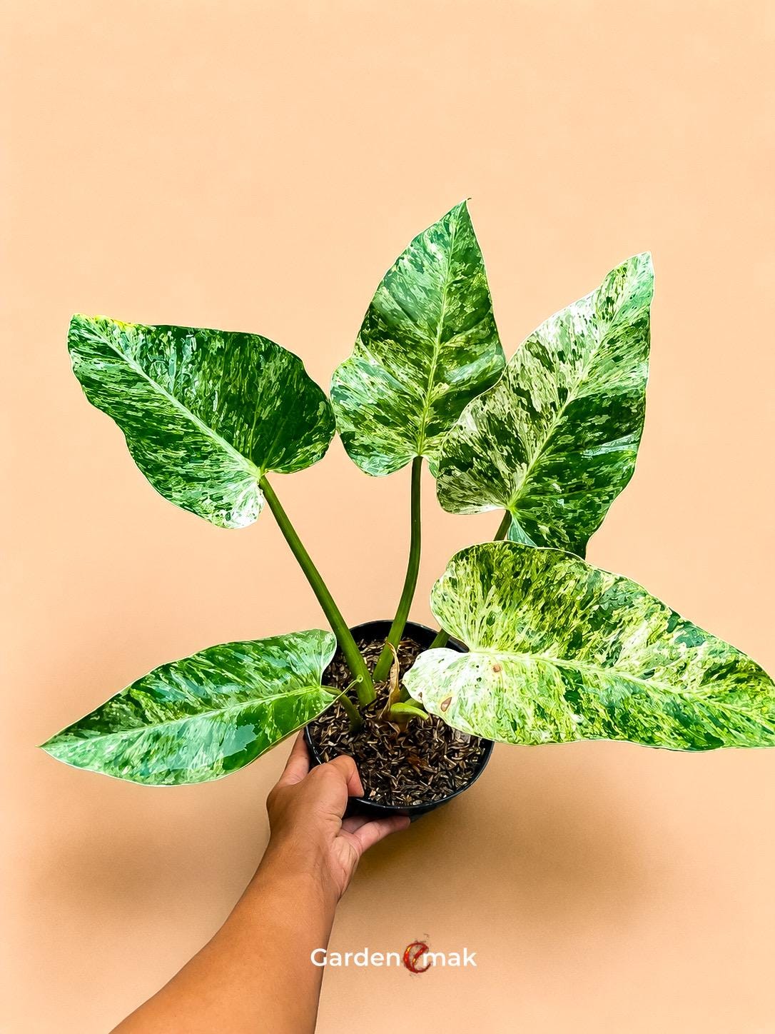 Variegated philodendron giganteum - Etsy 日本