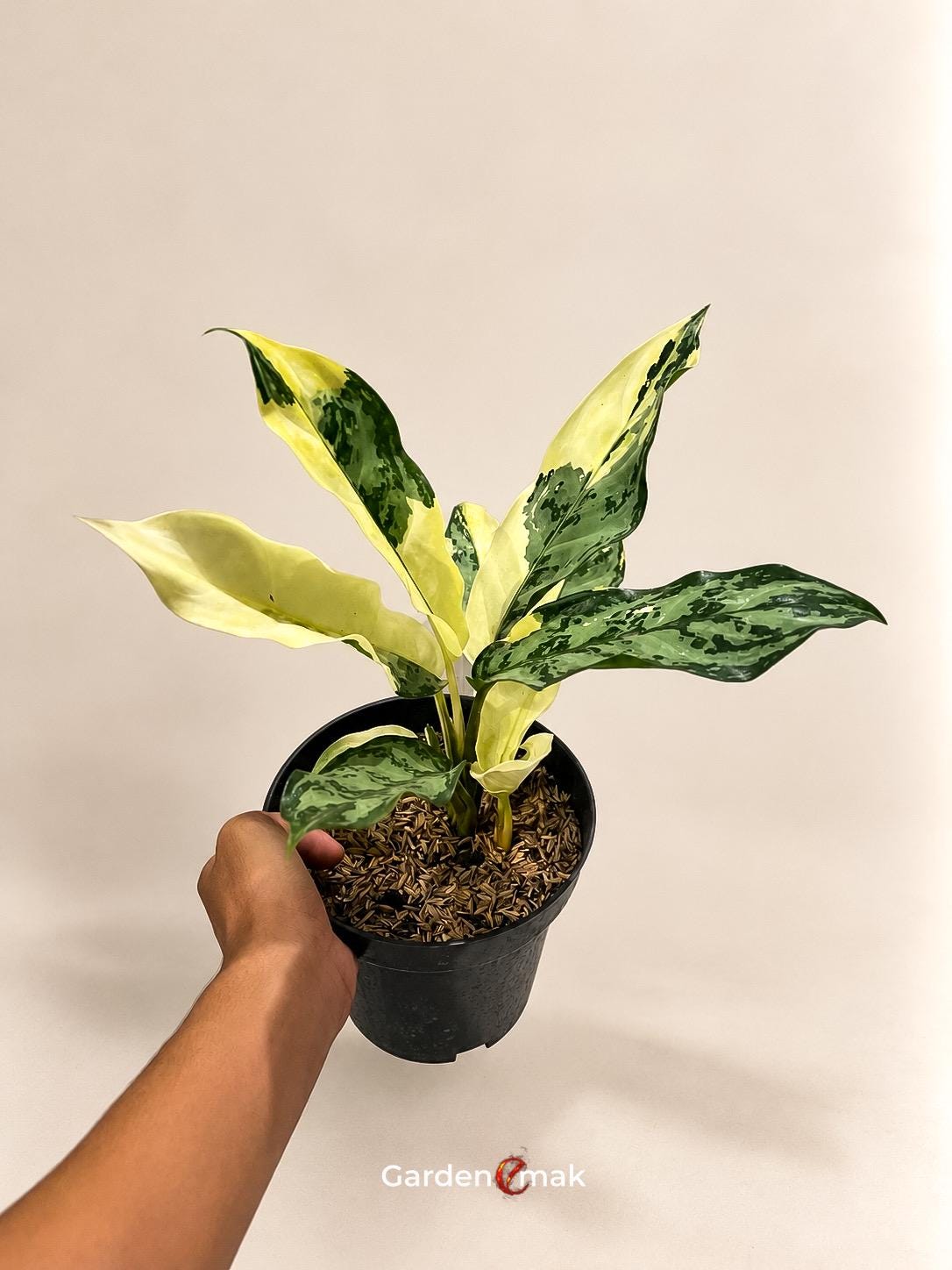 Aglaonema Siam Jade - Etsy