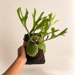 May include: A staghorn fern mounted on a dark, fibrous rectangular backing. The plant features vibrant green, antler-shaped fronds extending upwards from a rounded, light green basal shield. The text GardenEmak is visible at the bottom.