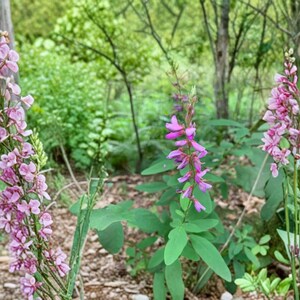 May include: Three tall stalks of pink flowers with small, delicate petals arranged in a vertical cluster. The plants feature slender green stems and oval-shaped green leaves, growing upright from the ground amidst a natural outdoor environment.