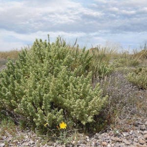May include: A low-growing, rounded green shrub with dense, textured foliage situated in a rocky, arid landscape. A single, small, bright yellow flower is visible at the base of the plant, which is surrounded by dry grasses and a cloudy sky.