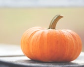 Pumpkin Photograph, Autumn Gourd Still Life, Orange, Fall Home Decor, Color Fine Art Photography Wall Print