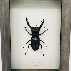 Real Framed Giant tooth stag beetle Museum-grade Frame Ethically Sumatra Hexarthrius mandibularis home decor bug insect Handmade shadow box