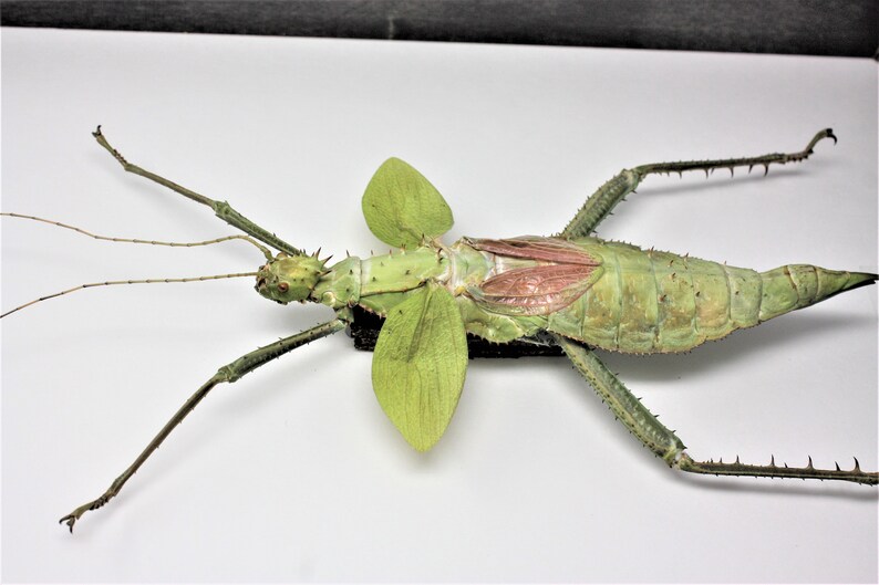 Real Jungle nymph walking stick female | Etsy