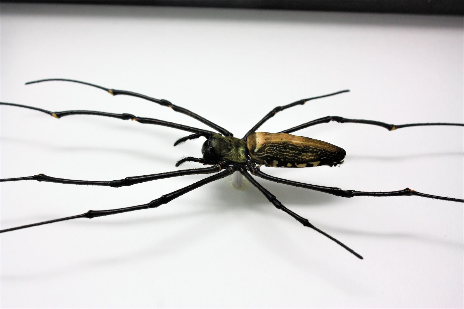 Real Framed Giant Orb Weaver Spider Etsy