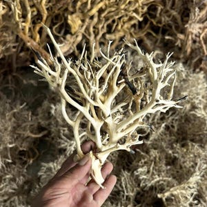 May include: A light cream-colored, branched piece of dried natural driftwood with a complex, tree-like structure. The wood features smooth, pale surfaces that transition into dark, charred-looking tips at the ends of the thin, pointed twigs.