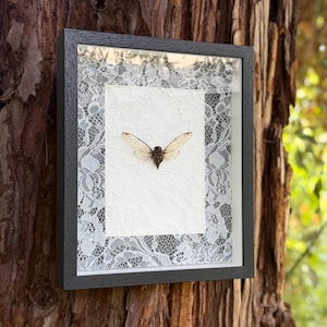 May include: A framed display featuring a preserved cicada specimen centered on a textured white paper background. The insect is surrounded by a decorative white lace border within a black rectangular frame, creating a high-contrast visual display.