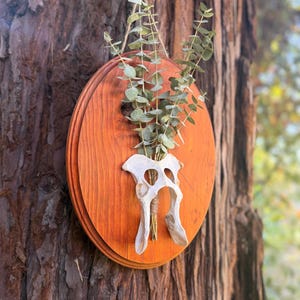 May include: A wall-mounted display featuring a polished oval wooden plaque in a warm brown tone. Attached to the center is a white animal pelvic bone acting as a vase, holding a bundle of dried green eucalyptus stems tied with twine.
