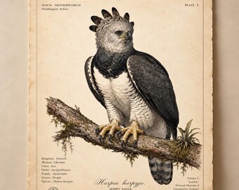 Gravura vintage de águia-harpia, pôster de história natural da Harpia harpyja, arte de parede com gravura zoológica antiga.