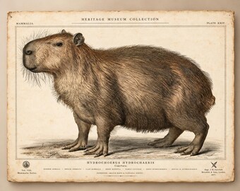 Gravura vintage de capivara, pôster de história natural de Hydrochoerus hydrochaeris, arte de parede com gravura zoológica antiga.