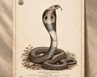 Gravura vintage de cobra-rei, pôster de história natural de Ophiophagus Hannah, arte de parede com gravura zoológica antiga.