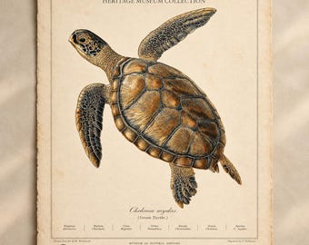 Gravura vintage de tartaruga-verde, Chelonia mydas, impressão de história natural.