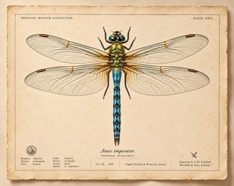 Gravura vintage da libélula imperador, pôster de história natural da Anax imperator, arte de parede com gravura entomológica antiga.