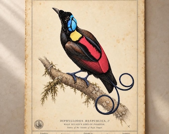 Gravura vintage da ave-do-paraíso de Wilson, Cicinnurus respublica, pôster de história natural, gravura zoológica antiga para parede.
