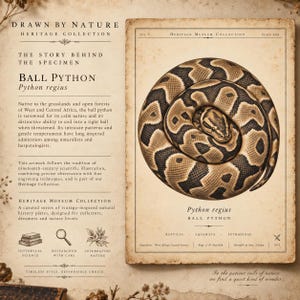 Lámina vintage de pitón bola, póster de historia natural de Python regius, grabado zoológico antiguo para pared. imagen 8