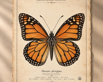 Impressão vintage da borboleta monarca, pôster de história natural da espécie Danaus plexippus, gravura zoológica antiga para parede.