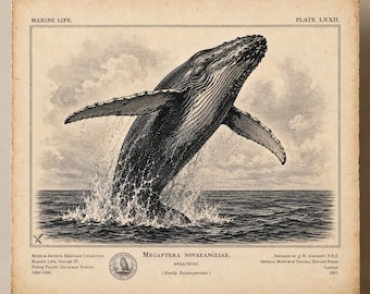 Impressão vintage de baleia jubarte, pôster de história natural da Megaptera Novaeangliae, arte de parede antiga de baleia saltando.
