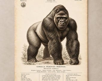 Gravura de Gorila da Montanha, Beringei beringei, Gravura de História Natural, Arte de Parede em Estilo do Século XIX