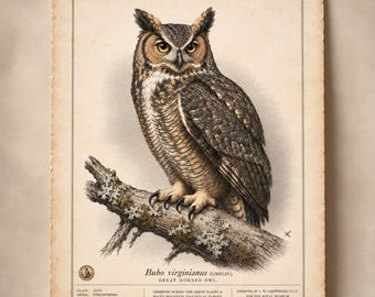 Gravura de coruja-orelhuda (Bubo virginianus), arte de história natural (belas artes)
