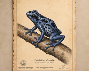 Affiche vintage représentant une grenouille vénéneuse bleue (Dendrobates tinctorius azureus), une gravure zoologique ancienne.