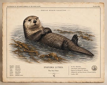 Impressão vintage de lontra-marinha, pôster de história natural da espécie Enhydra lutris, gravura zoológica antiga para parede.