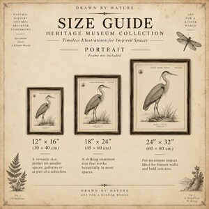 Lámina vintage de pitón bola, póster de historia natural de Python regius, grabado zoológico antiguo para pared. imagen 7