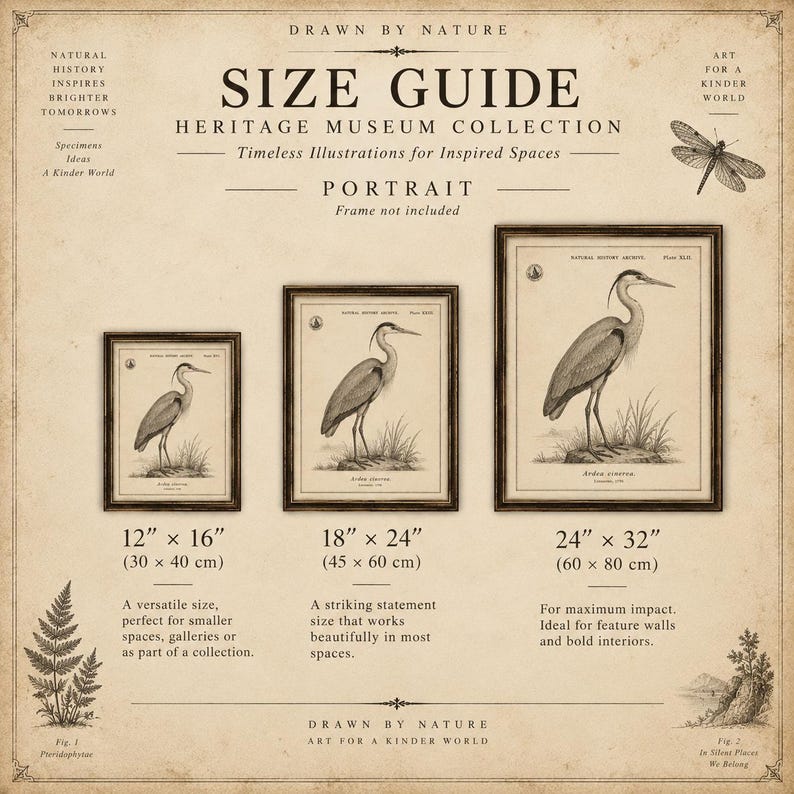 Lámina vintage de pitón bola, póster de historia natural de Python regius, grabado zoológico antiguo para pared. imagen 7