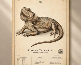 Lámina vintage de dragón barbudo, póster de historia natural de Pogona vitticeps, grabado zoológico antiguo para pared.