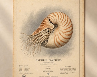 Gravura vintage de Nautilus, pôster de história natural do Nautilus Pompilius, arte de parede com gravura zoológica antiga.