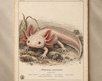 Lámina vintage de ajolote, póster de historia natural de Ambystoma mexicanaum, grabado zoológico antiguo para pared.