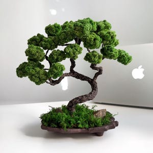 Mini muschio stabilizzato, bonsai giapponese zen da scrivania, vaso in ceramica fatto a mano / fogliame stabilizzato / 7,9 pollici H×L