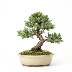 25 år gammal bonsai, japanskt enbärsexemplar | Keramisk kruka | 19 cm hög, kompakt bordsdisplay