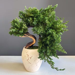 Mini Bonsai zonder onderhoud, handgemaakte pot van geconserveerde jeneverbes | Natuurlijk mos, keramische pot | Bureauformaat 24 cm