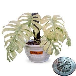 Puede incluir: Una planta Monstera con hojas grandes y fenestradas con variegación blanca y verde, sostenida por un tutor central oscuro en una maceta de plástico blanca con detalles florales en relieve y una etiqueta marrón que dice Lora 8-310-000.