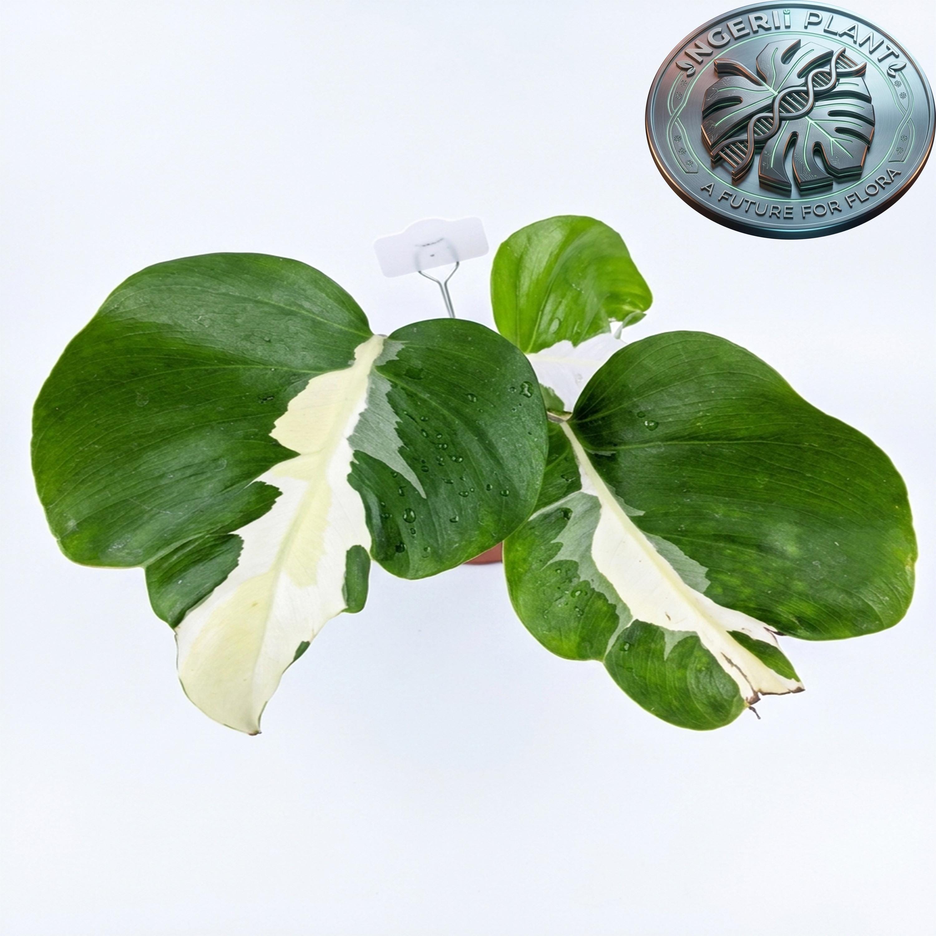 Monstera white lava - Etsy 日本