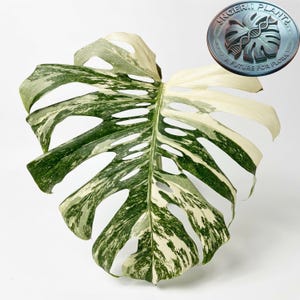 Puede incluir: Una hoja grande de Monstera con patrones variegados de verde oscuro y blanco crema. La hoja presenta fenestraciones y divisiones naturales. En la esquina superior derecha, un logotipo circular muestra un icono de hoja y el texto INGERII PLANT A FUTURE FOR FLORA.