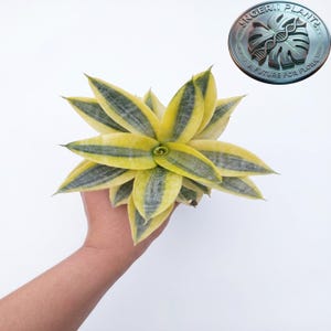 Puede incluir: Una planta Sansevieria con hojas variegadas que presentan bordes de color amarillo brillante y una franja central verde oscuro. La planta tiene un patrón de crecimiento en roseta. Un logotipo circular en la esquina superior derecha dice "INGERII PLANT A FUTURE FOR FLORA".