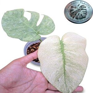 Puede incluir: Una planta Monstera variegada en una pequeña maceta de plástico con dos hojas distintas. Una hoja es de color verde claro con motas blancas, y la otra es principalmente blanca con vetas verdes tenues. Un logotipo circular dice "INGERII PLANT A FUTURE FOR FLORA".