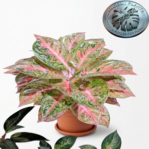 Puede incluir: Una planta Aglaonema con hojas variegadas en tonos rosa, verde claro y verde oscuro, plantada en una maceta de color terracota. Un logotipo circular en la esquina superior derecha presenta un gráfico de hoja y el texto "INGERII PLANT A FUTURE FOR FLORA."