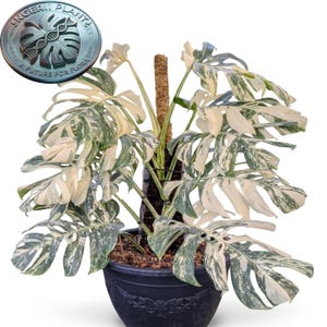 Puede incluir: Una planta Monstera variegada con hojas grandes y divididas con patrones blancos y verdes, sostenida por un poste de musgo central en una maceta oscura y texturizada. Un logotipo circular en la esquina superior izquierda dice SINGERII PLANT A FUTURE FOR FLORA.