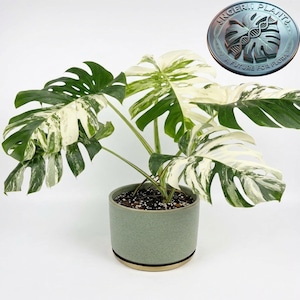 Puede incluir: Una planta Monstera Albo con hojas grandes y fenestradas que presentan patrones variegados de verde oscuro y blanco crema. La planta está en una maceta cilíndrica de cerámica verde salvia mate. Un logotipo circular en la esquina superior derecha dice INGERII PLANT A FUTURE FOR FLORA.