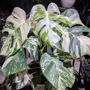 Puede incluir: Una planta Monstera deliciosa albo-variegata con grandes hojas en forma de corazón y fenestraciones distintivas. El follaje muestra un patrón llamativo de verde intenso y variegación blanco crema, con algunas hojas que parecen casi totalmente blancas.