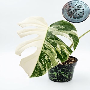 Puede incluir: Una hoja de Monstera variegada con un patrón dividido, mitad blanco y mitad verde, plantada en un contenedor negro moteado. Un logotipo circular en la esquina superior derecha presenta un gráfico de hoja y el texto "INGERII PLANT A FUTURE FOR FLORA".