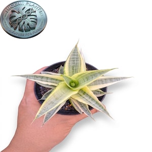 Puede incluir: Una planta Sansevieria con hojas variegadas con bordes amarillo pálido y un patrón central verde, en una maceta negra. Un logotipo circular en la esquina superior izquierda muestra un gráfico de hoja y el texto SINGERII PLANT A FUTURE FOR FLORA.