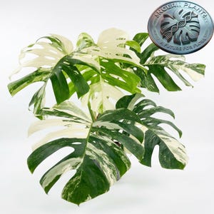 Puede incluir: Una planta Monstera Albo con hojas grandes y profundamente lobuladas que presentan un patrón variegado de verde oscuro y blanco crema. Un logotipo circular en la esquina superior derecha muestra un icono de hoja y el texto INGERII PLANT A FUTURE FOR FLORA.