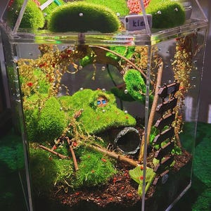 Könnte beinhalten: Ein hexagonales Terrarium aus klarem Acryl mit einer moosbedeckten Landschaft, einem kleinen Tunnel, Holzästen und einem Miniatur-Wegweiser. Das Innere enthält dunkle Erde, grüne Mooshügel und ein kleines weißes Schild mit der Aufschrift kis.