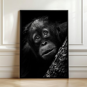 Può includere: Una stampa artistica da parete incorniciata in bianco e nero che presenta un ritratto in primo piano di un giovane orangotango. Il primate guarda verso l'alto con occhi espressivi, parzialmente oscurato da un tronco d'albero strutturato in primo piano.