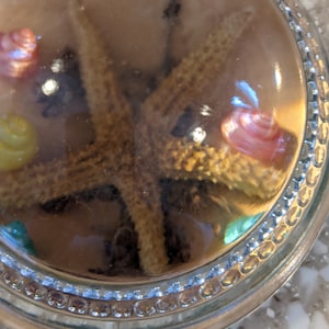 Vintage Domed Resin Paperweight with starfish and shells