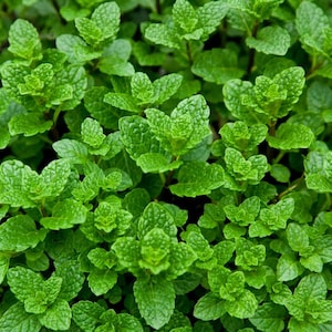 Puede incluir: Un denso grupo de hojas de menta frescas con tonos verdes vibrantes y un patrón de bordes dentados. El follaje se caracteriza por una superficie texturizada y veteada con una disposición simétrica de pequeñas hojas puntiagudas.